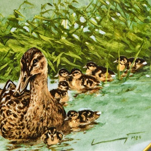 Коллекционная Фарфоровая Тарелка - Блюдо «Дикая Природа. Утиная семья», KAISER Германия. 