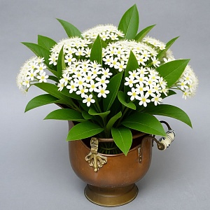 Небольшой Каминный Медный Зольник - Кашпо, Англия первая половина ХХ века!